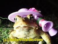 /home//u458753944/public_html/sourcegallery///////Roxborough Toad Detour/2013-2019/2017/P4030693.JPG